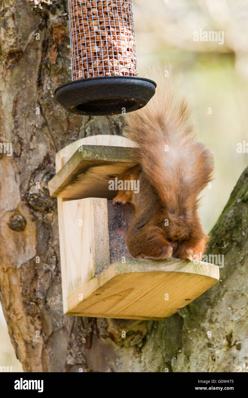 Männlich roten Eichhörnchen Sciurus vulgaris Haselnüsse immer von einem Fachmann squirrel Feeder Stockfoto
