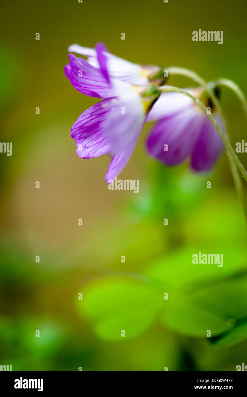 Sauerklee Oxalis Acetosella Blumen öffnen Stockfoto