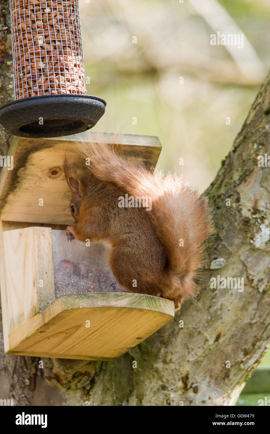 Männlichen Eichhörnchen Sciurus Vulgaris, Haselnüsse von Spezialist Eichhörnchen feeder Stockfoto