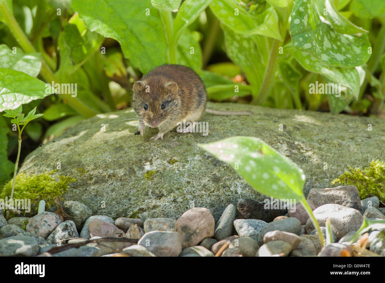 Bank Wühlmaus Clethrionomys Glareolus stehend auf einem Felsen bergende unter Pflanzen Stockfoto