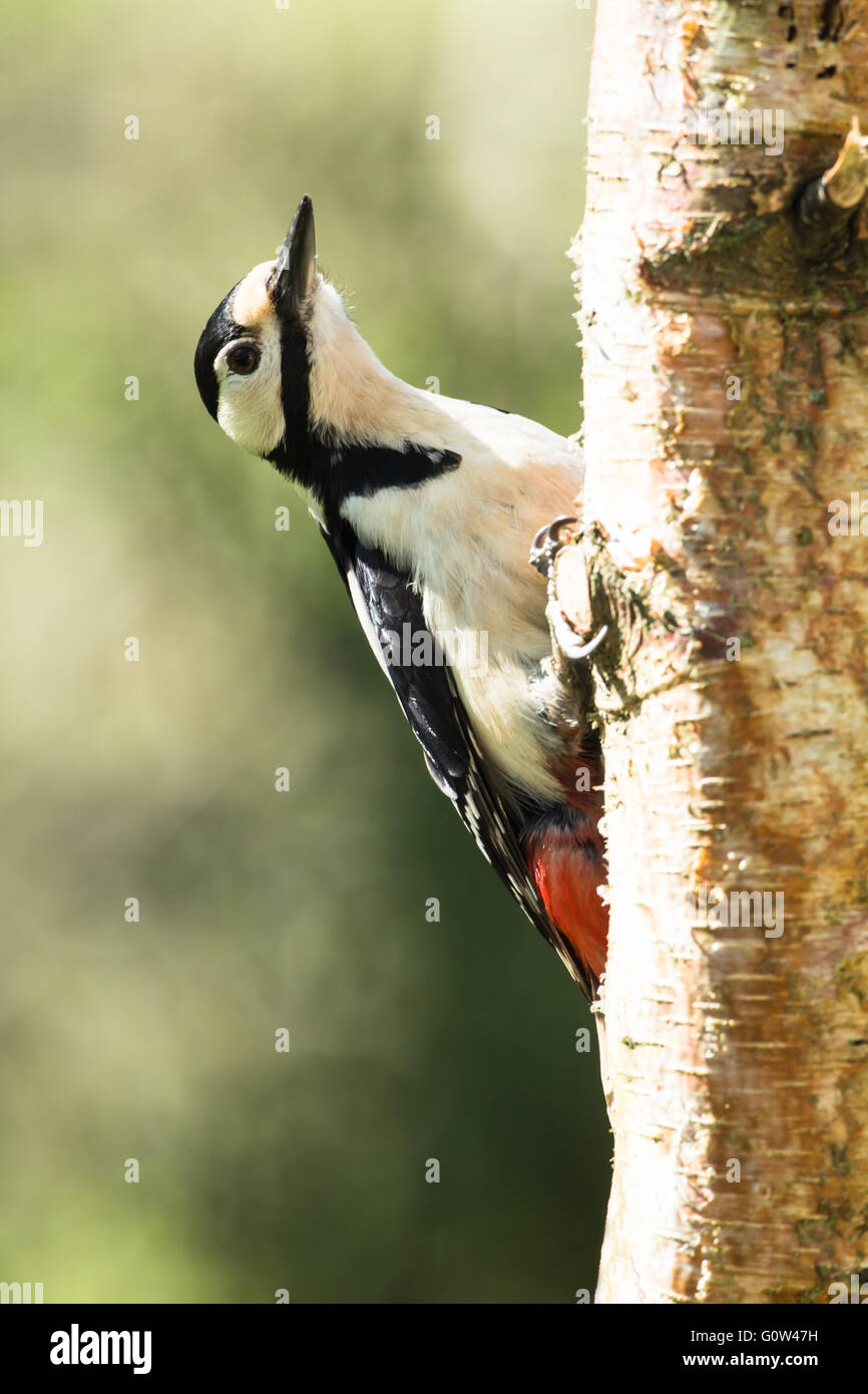 Buntspecht, große Dendrocopos auf Birke Stockfoto