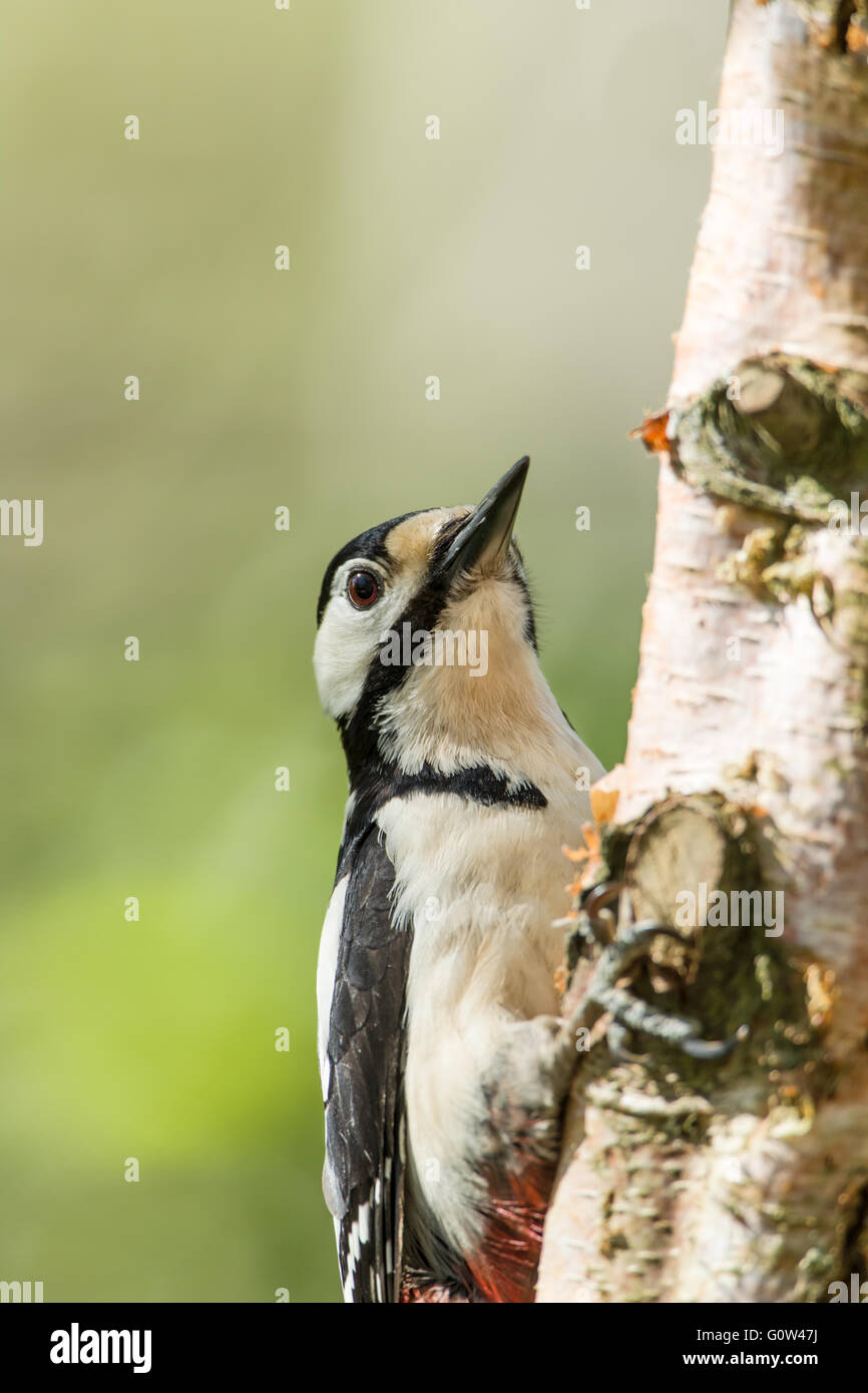 Buntspecht, große Dendrocopos auf Birke Stockfoto