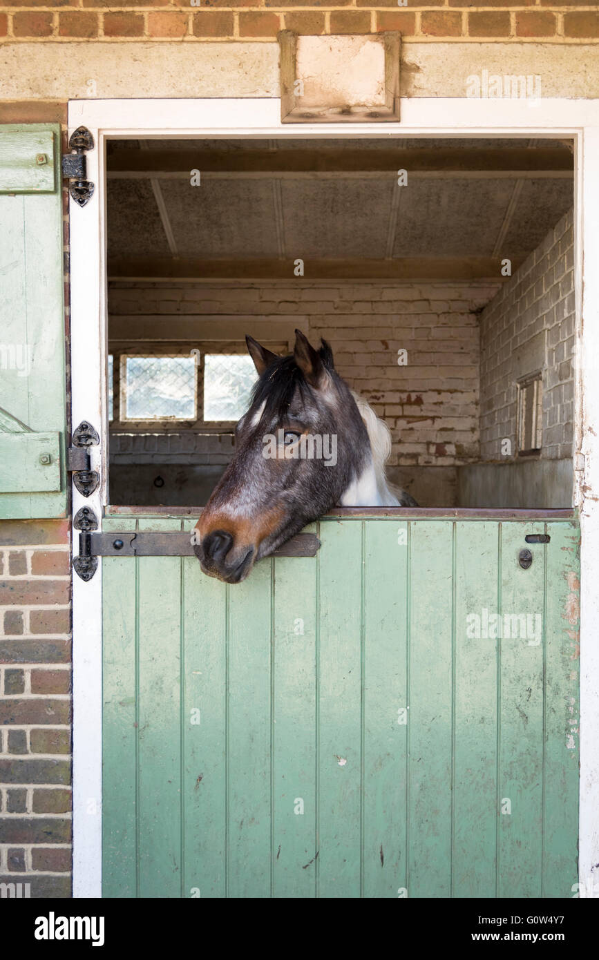 Ein Pony oder Pferd in eine stabile Blick aus der Stalltür Stockfoto