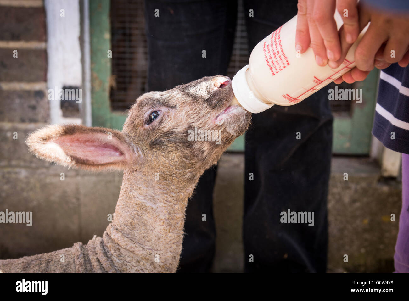 Eine Bucht verwaiste Lamm Milch Flasche gefüttert Stockfoto