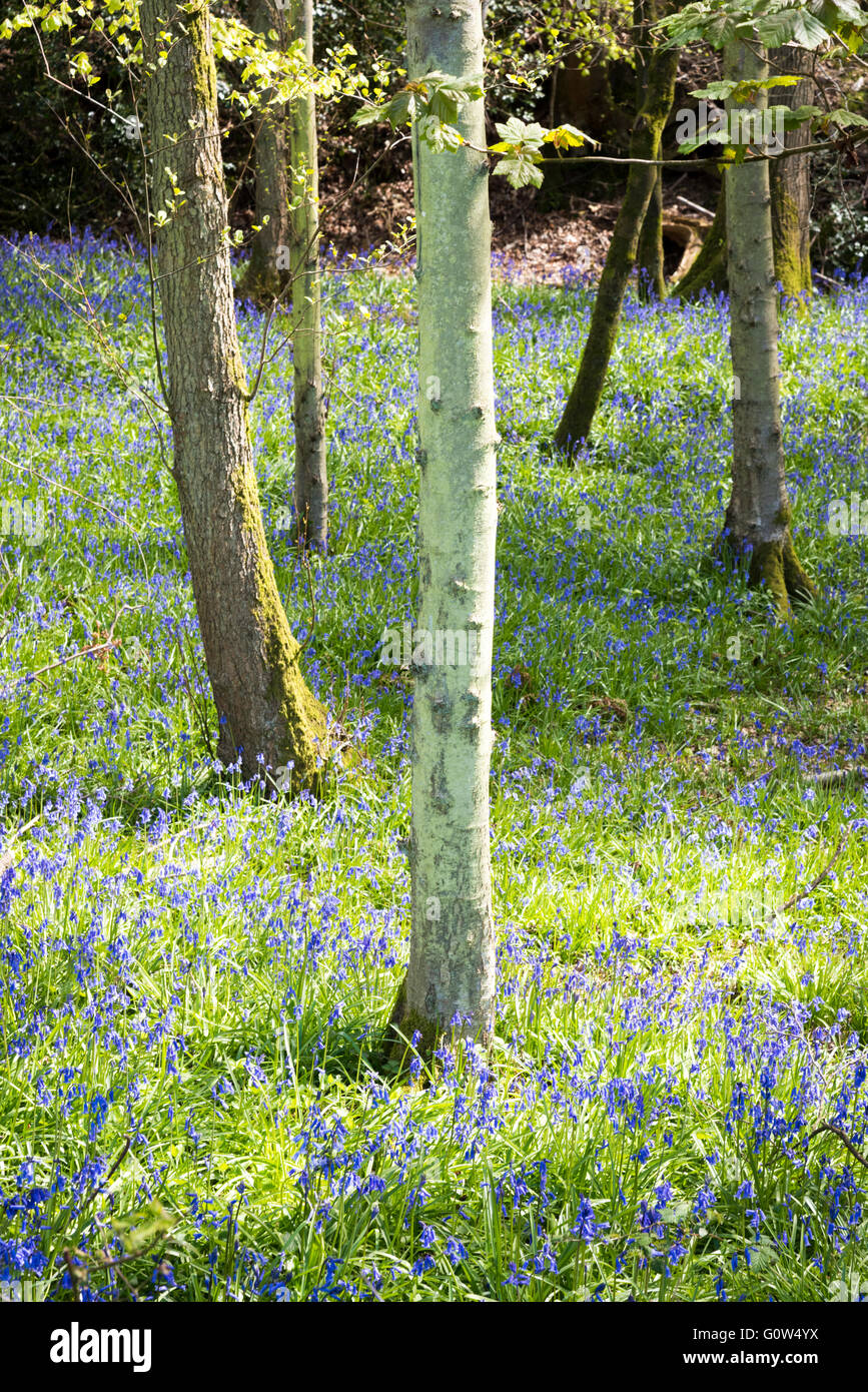 Glockenblumen in einem Wald in Großbritannien im Frühjahr Stockfoto