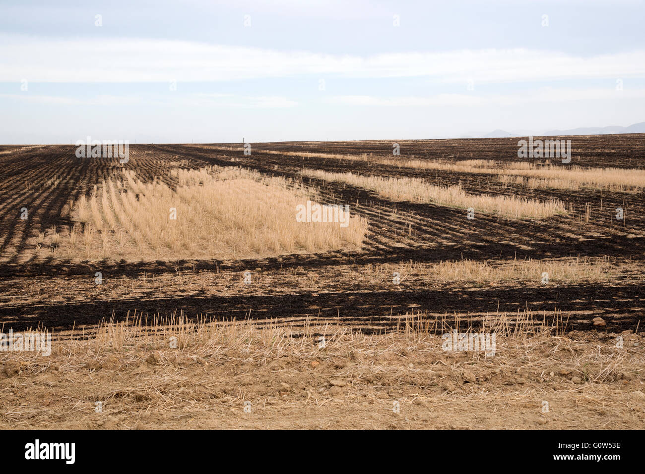 Verbrannte Stoppeln in einem Weizenfeld des Swartland Region von Südafrika Stockfoto