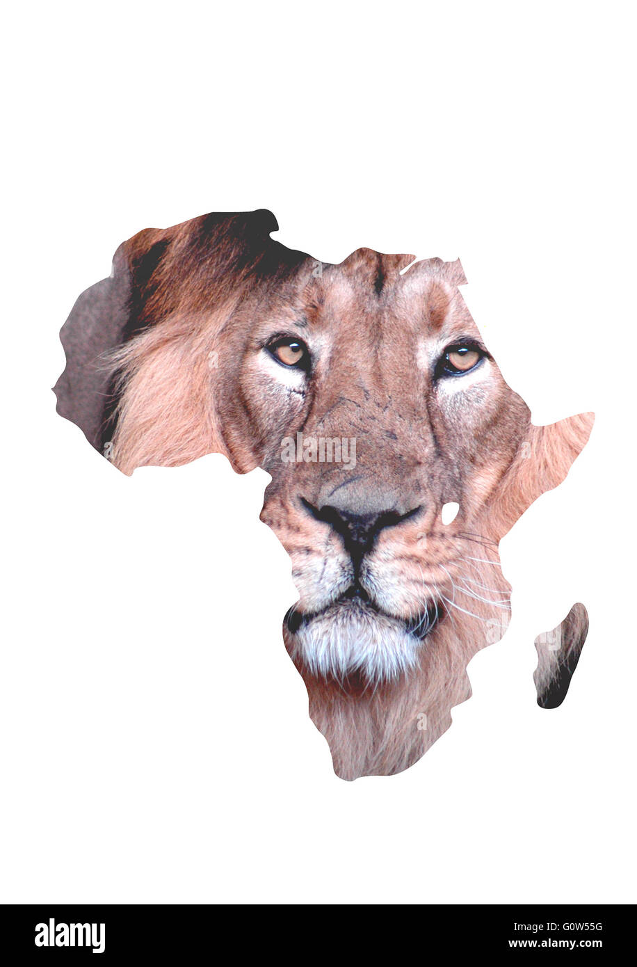 Loewe, Afrika, Symbolbild. Stockfoto