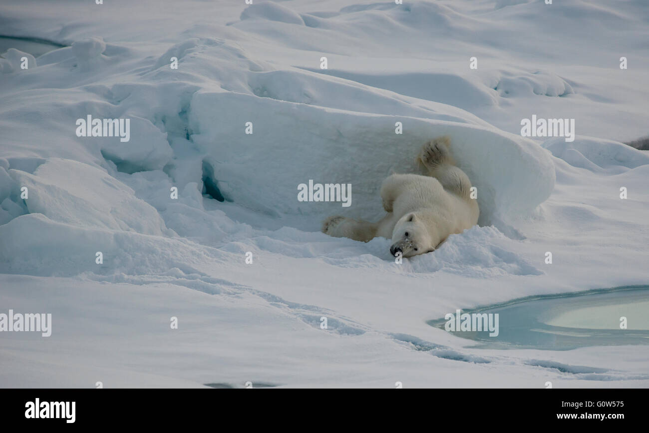 Eisbär auf Eisschollen im arktischen Svalbard Stockfoto