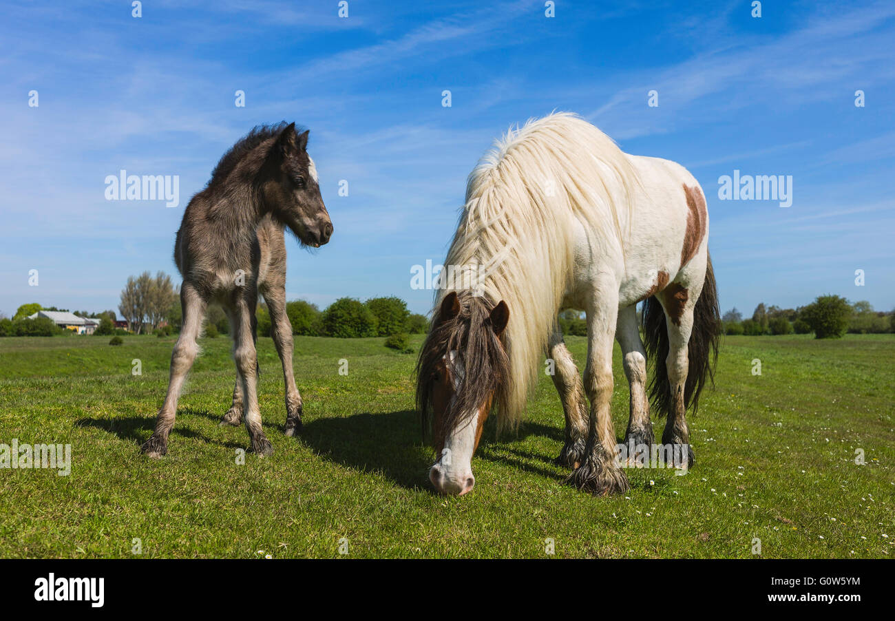 Stute und Fohlen Skewbalds grasen auf einer feinen Sommermorgen auf der offenen Weide Schweine Moor. Stockfoto