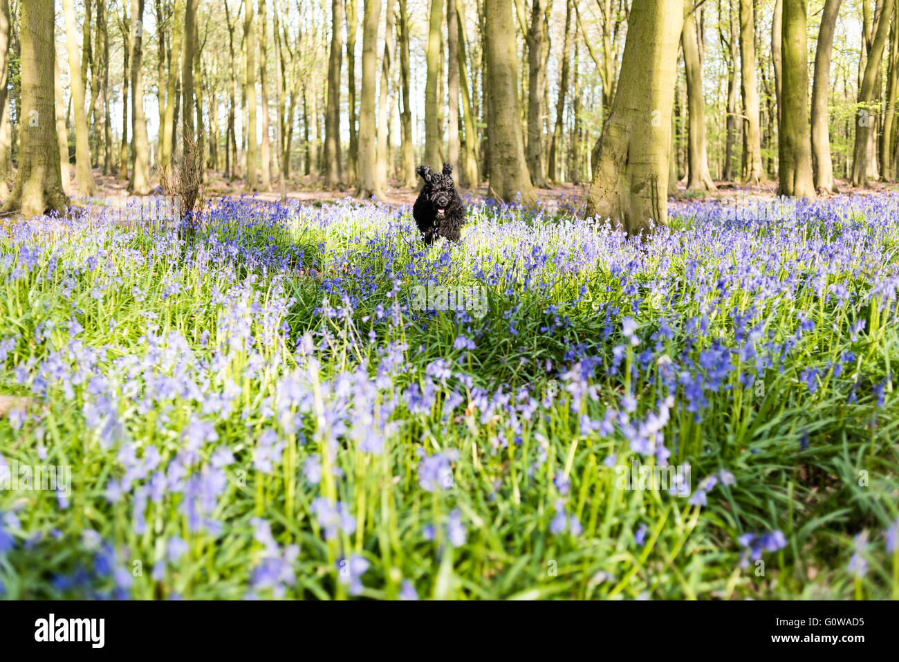 Underwood, Nottinghamshire, UK. 4. Mai 2016. UK-Wetter: Hund Spaziergänger, Radfahrer und Jogger, die alle aus genießen die Sonne an einem warmen Frühjahr Abend im Sommer Hügel Norden Nottinghamshire. Bildnachweis: Ian Francis/Alamy Live NewsNatural Stockfoto