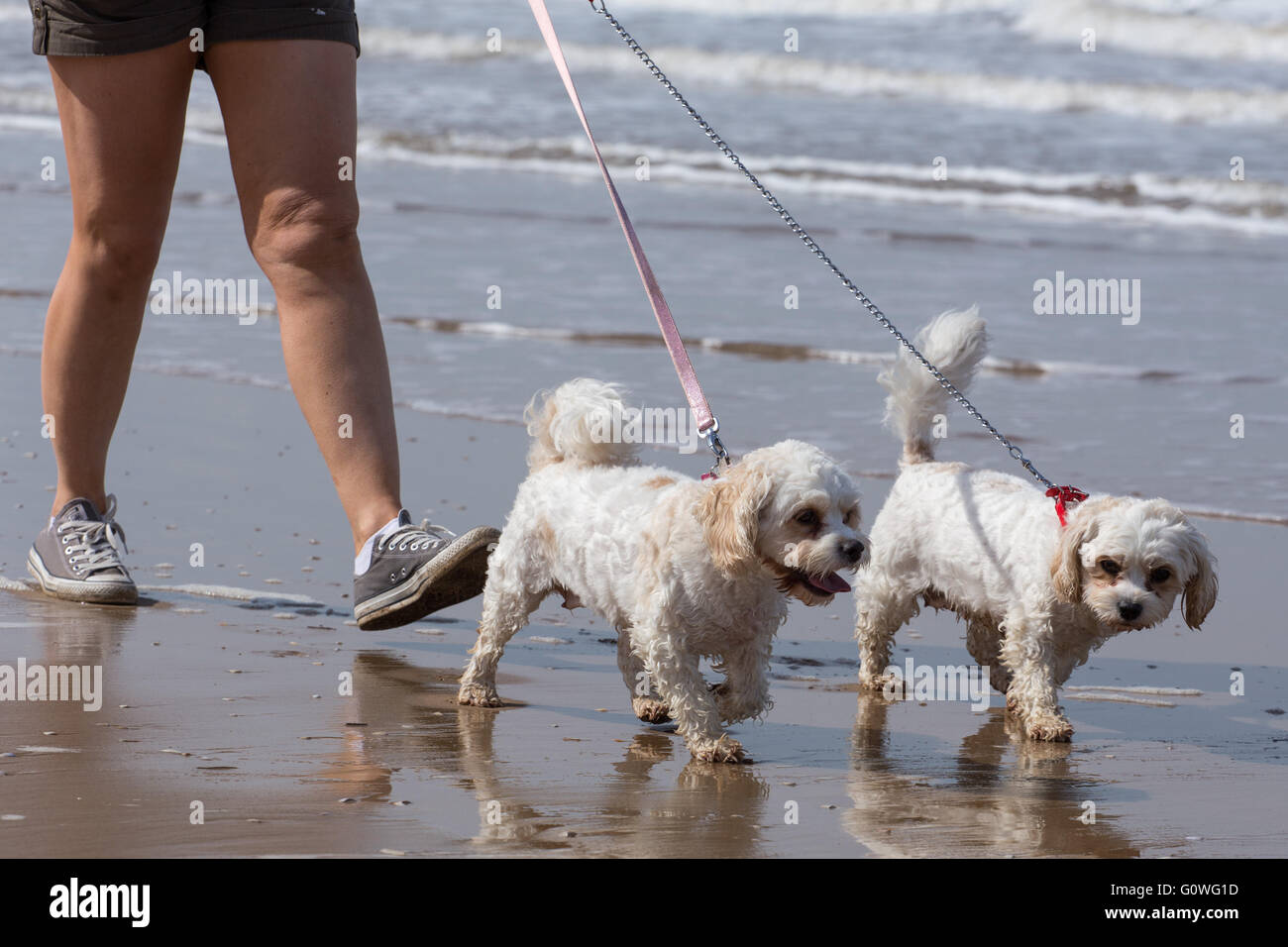 Formby, Merseyside. 5. Mai 2016. Eine Frau geht ihren Hunden entlang der Strandpromenade, während der heißen und sonnigen Bedingungen in Formby Beach in Formby, Merseyside, am 5. Mai 2016. Meteorologen haben eine Hitzewelle in ganz Großbritannien an diesem Wochenende mit einigen Bereichen Temperaturen von bis zu 26 c sehen soll vorausgesagt Stockfoto