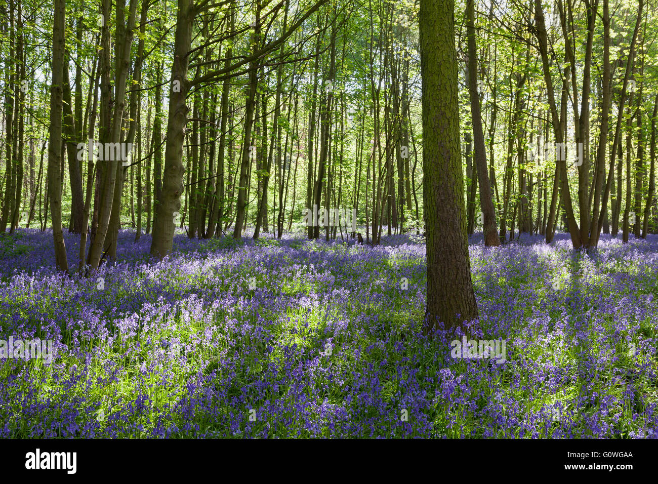 Scunthorpe, North Lincolnshire, UK. 5. Mai 2016. UK-Wetter: Glockenblumen in Brumby Wood, Scunthorpe, an einem sonnigen Frühlingsmorgen. Bildnachweis: LEE BEEL/Alamy Live-Nachrichten Stockfoto
