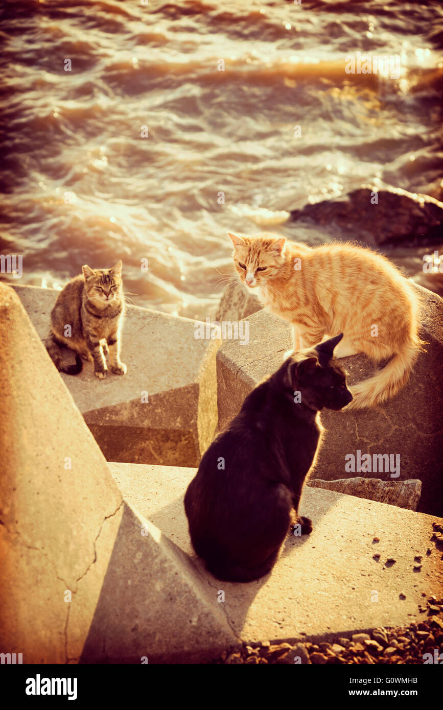 Gruppe von Obdachlosen Wildkatzen sitzen am Hafen mit Steinen Wasser Ozeanküste, Sommerurlaub. Stockfoto