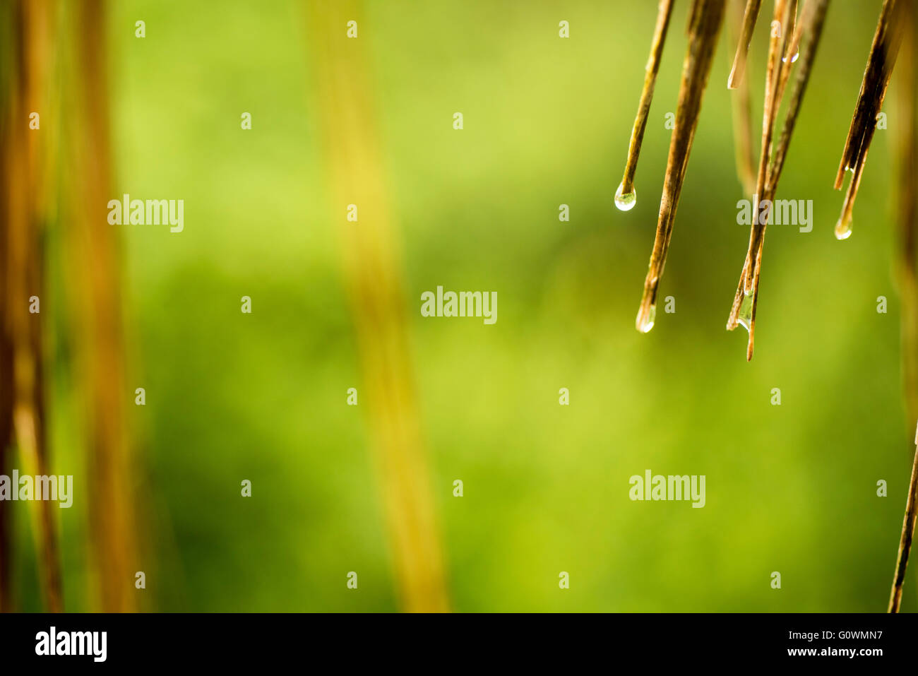 Palm-Baum-Blatt mit Wasser tropft auf lebendige grüne abstrakte Unschärfe Hintergrund der Anlagenumgebung Sommer. Stockfoto