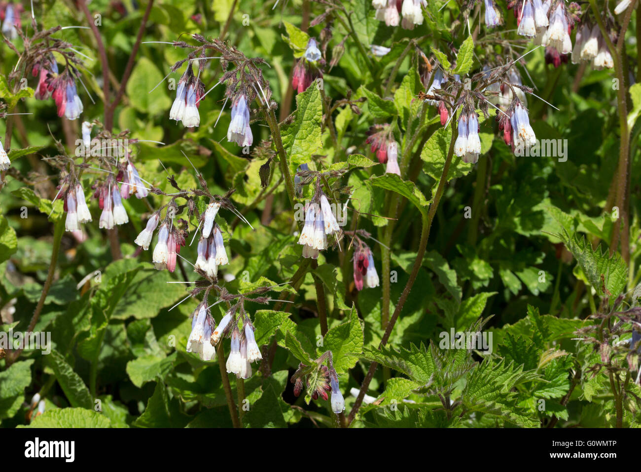 Blaue und weiße Frühlingsblumen des Bodens über mehrjährige Symphytum 'Hidcote Blue' offen, aus roten Knospen baumelt Stockfoto