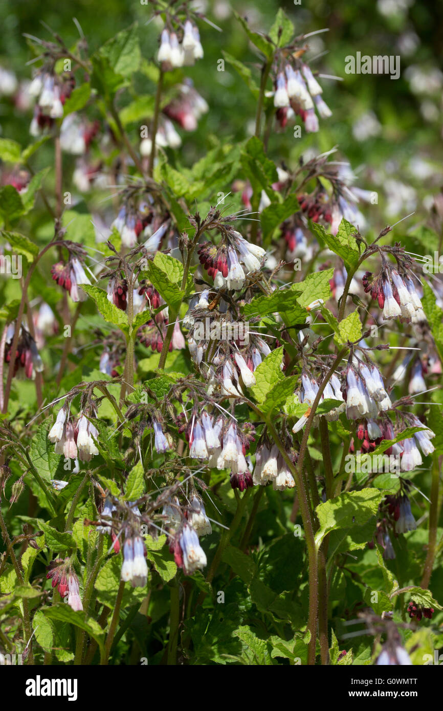 Blaue und weiße Frühlingsblumen des Bodens über mehrjährige Symphytum 'Hidcote Blue' offen, aus roten Knospen baumelt Stockfoto