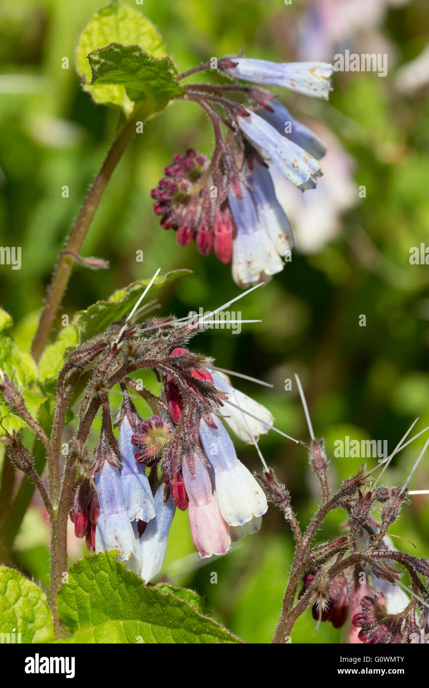 Blaue und weiße Frühlingsblumen des Bodens über mehrjährige Symphytum 'Hidcote Blue' offen, aus roten Knospen baumelt Stockfoto