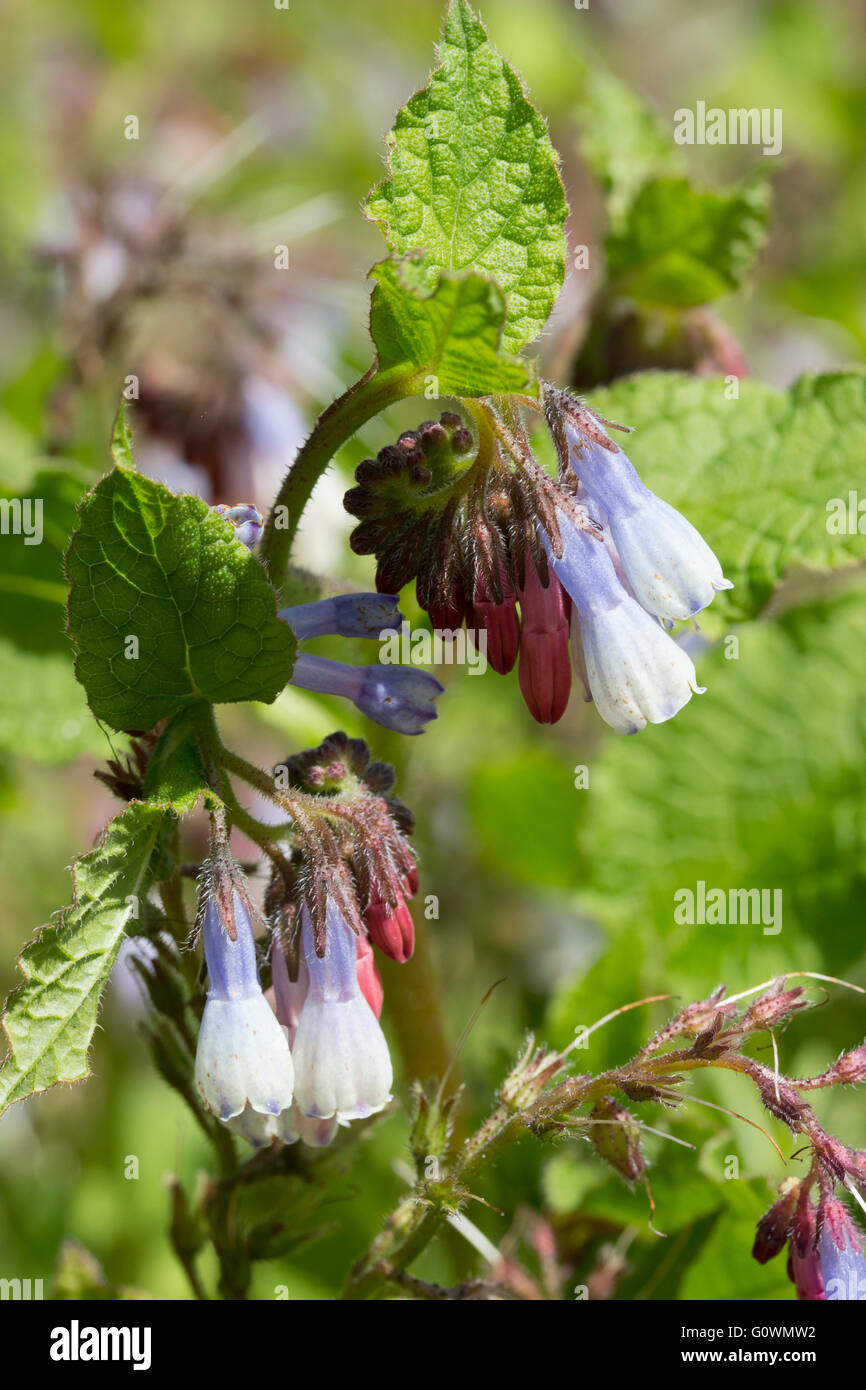 Blaue und weiße Frühlingsblumen des Bodens über mehrjährige Symphytum 'Hidcote Blue' offen, aus roten Knospen baumelt Stockfoto