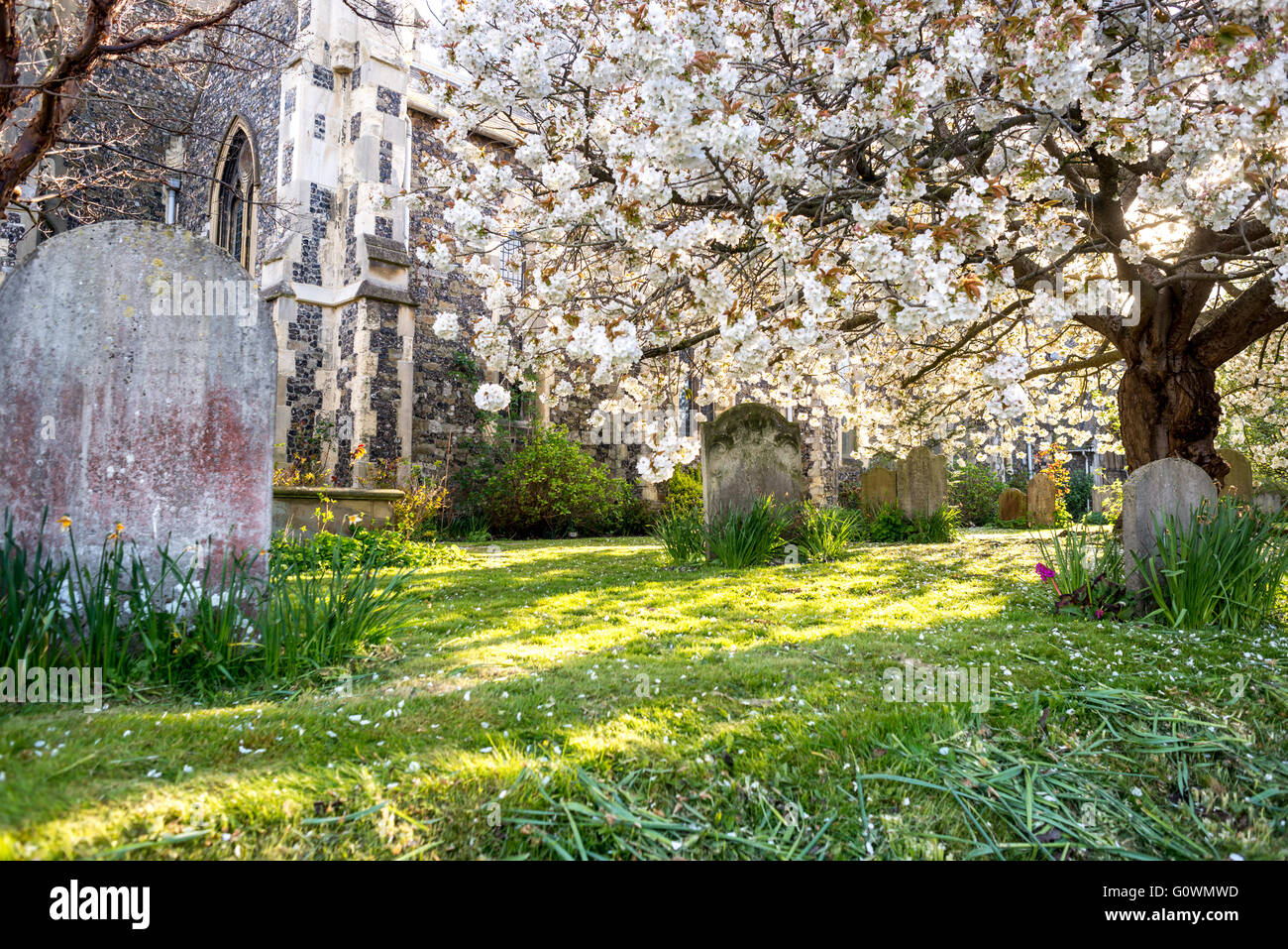 Schöne Frühlingsblumen auf Sonnenschein am Maria Kirche, Brighton Stockfoto