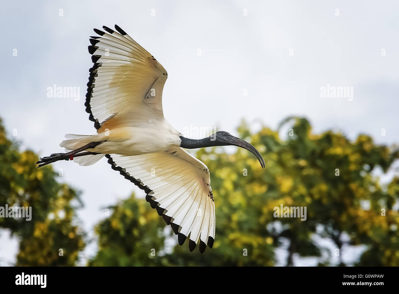 Sacred ibis Stockfoto