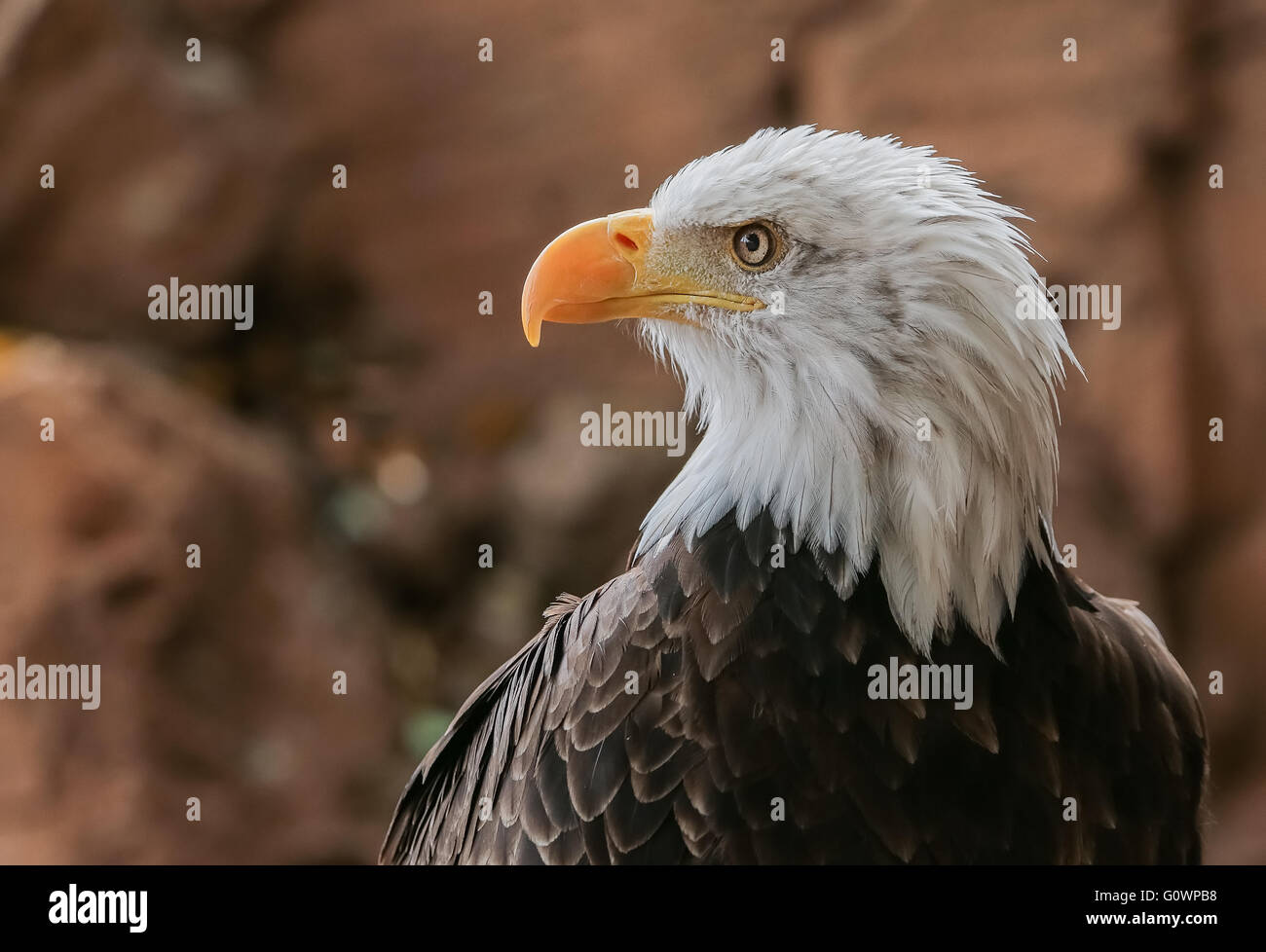 Weißkopf-Seeadler - Haliaeetus leucocephalus Stockfoto