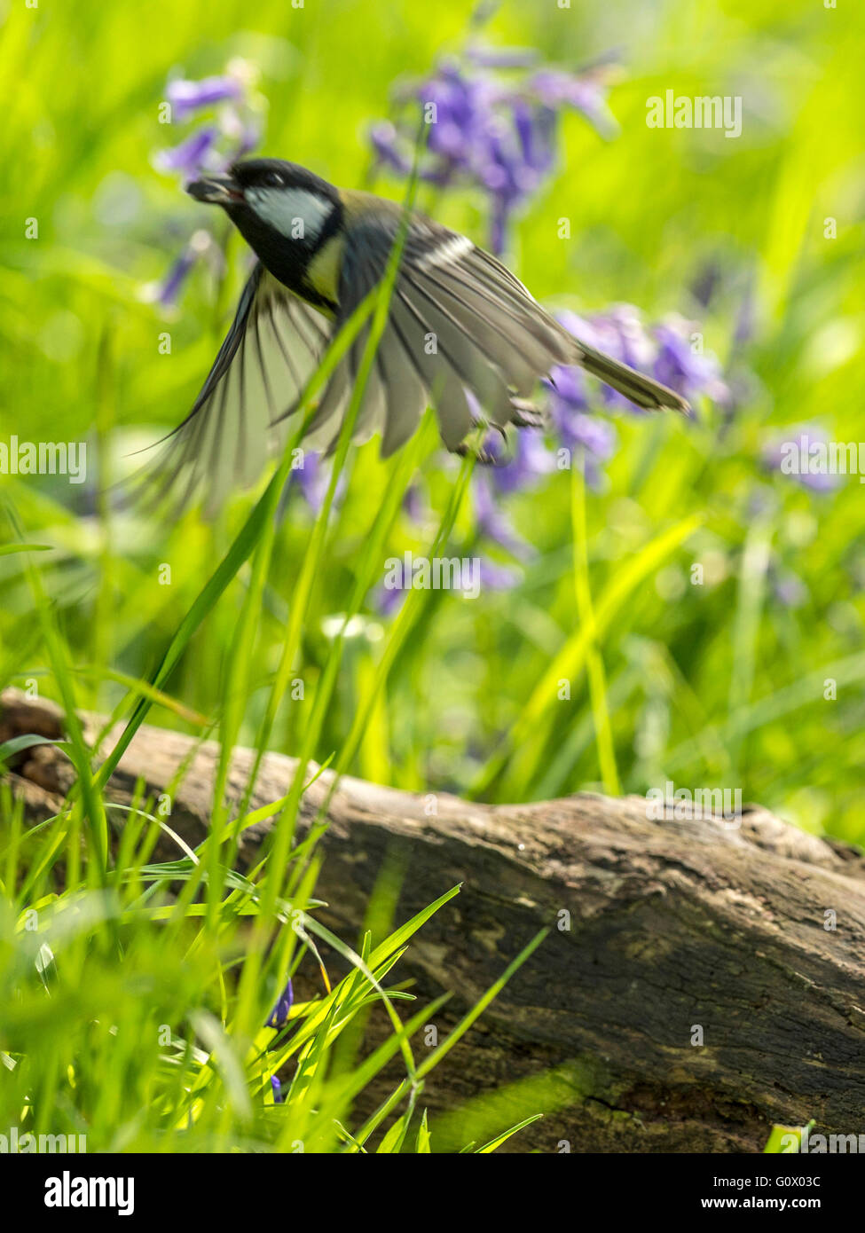 Große Titten (große Paripus) Nahrungssuche in Wald Natur. "Dargestellt, auf der Flucht", umgeben von blauen Glocken, Bewegungsunschärfe Stockfoto