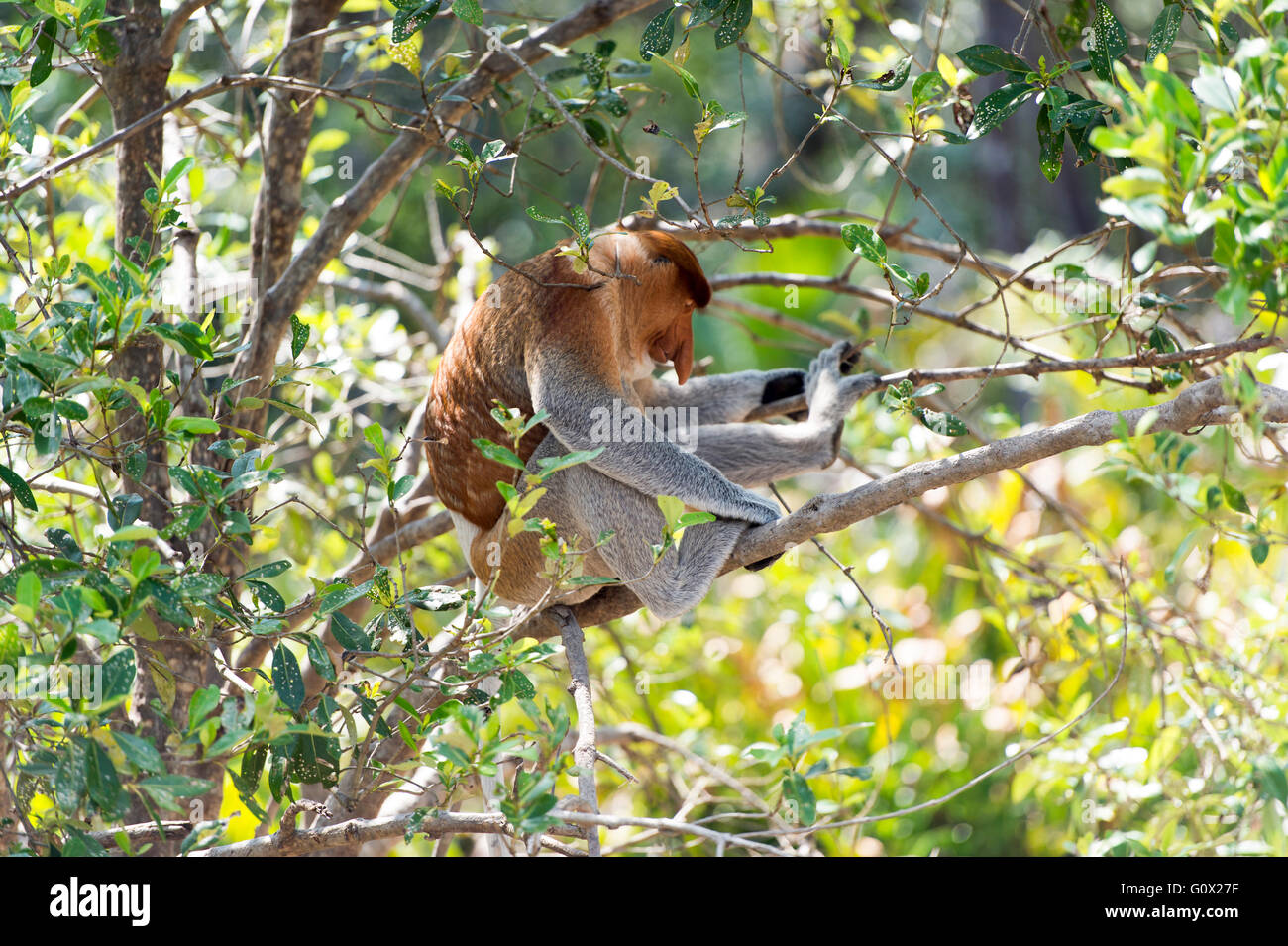 Der Nasenaffe, Nasalis Larvatus oder Langnasen-Affe, bekannt als die Bekantan. Stockfoto