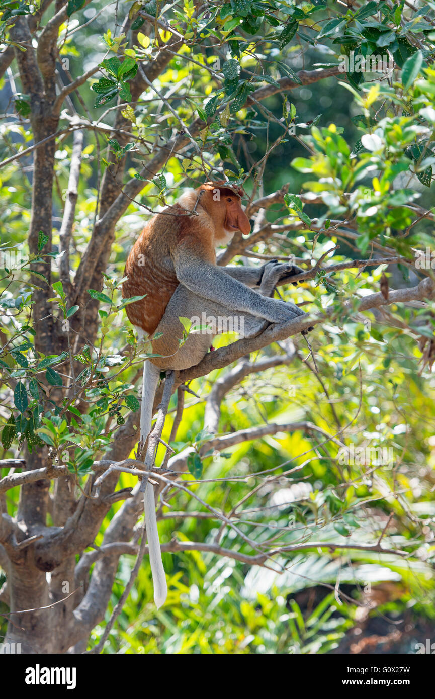 Der Nasenaffe, Nasalis Larvatus oder Langnasen-Affe, bekannt als die Bekantan. Stockfoto