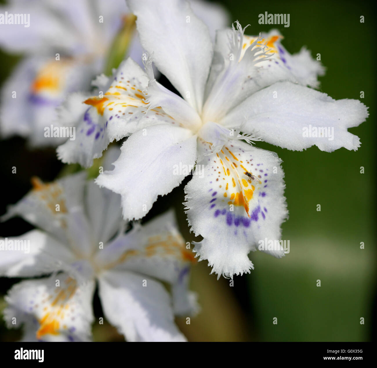 Iris Japonica, Fransen Iris, Schmetterling Blume, Seerosengewächse mehrjährige Pflanze mit weißen bis blass Lavendelblüten Stockfoto