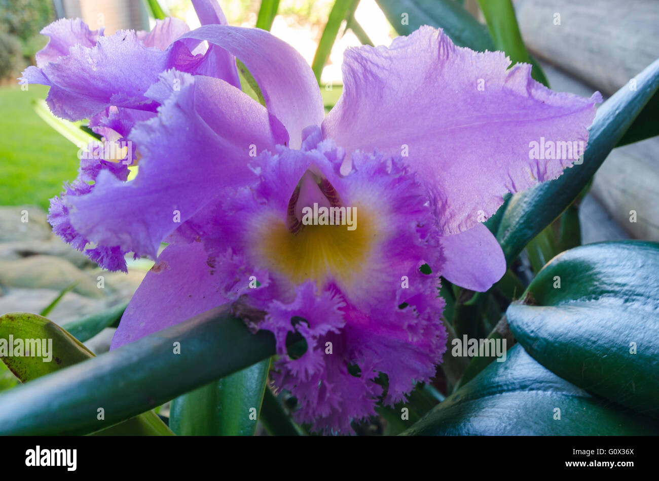 Lila Orchidee in voller Blüte Stockfoto