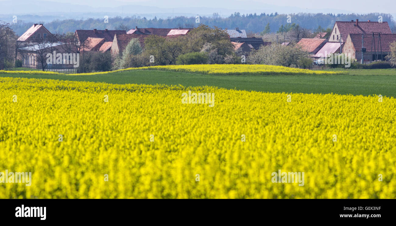Dorf zwischen Feldern des blühenden Raps Raps Slupice unteren Schlesien  Polen Stockfotografie - Alamy