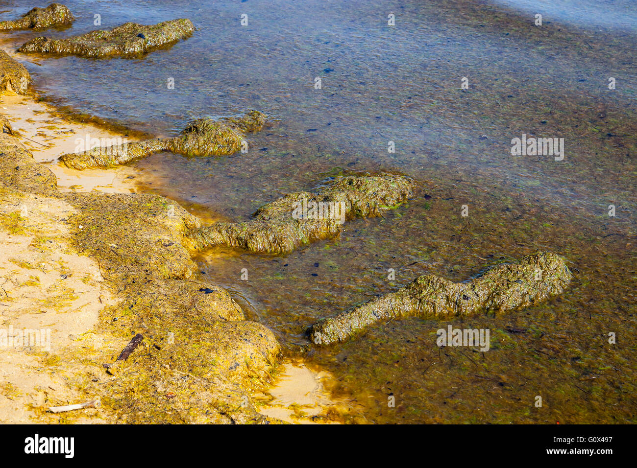 Braune Algen bedeckt Sand am Strand. Stockfoto