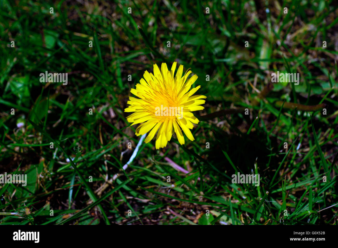 LÖWENZAHN Stockfoto