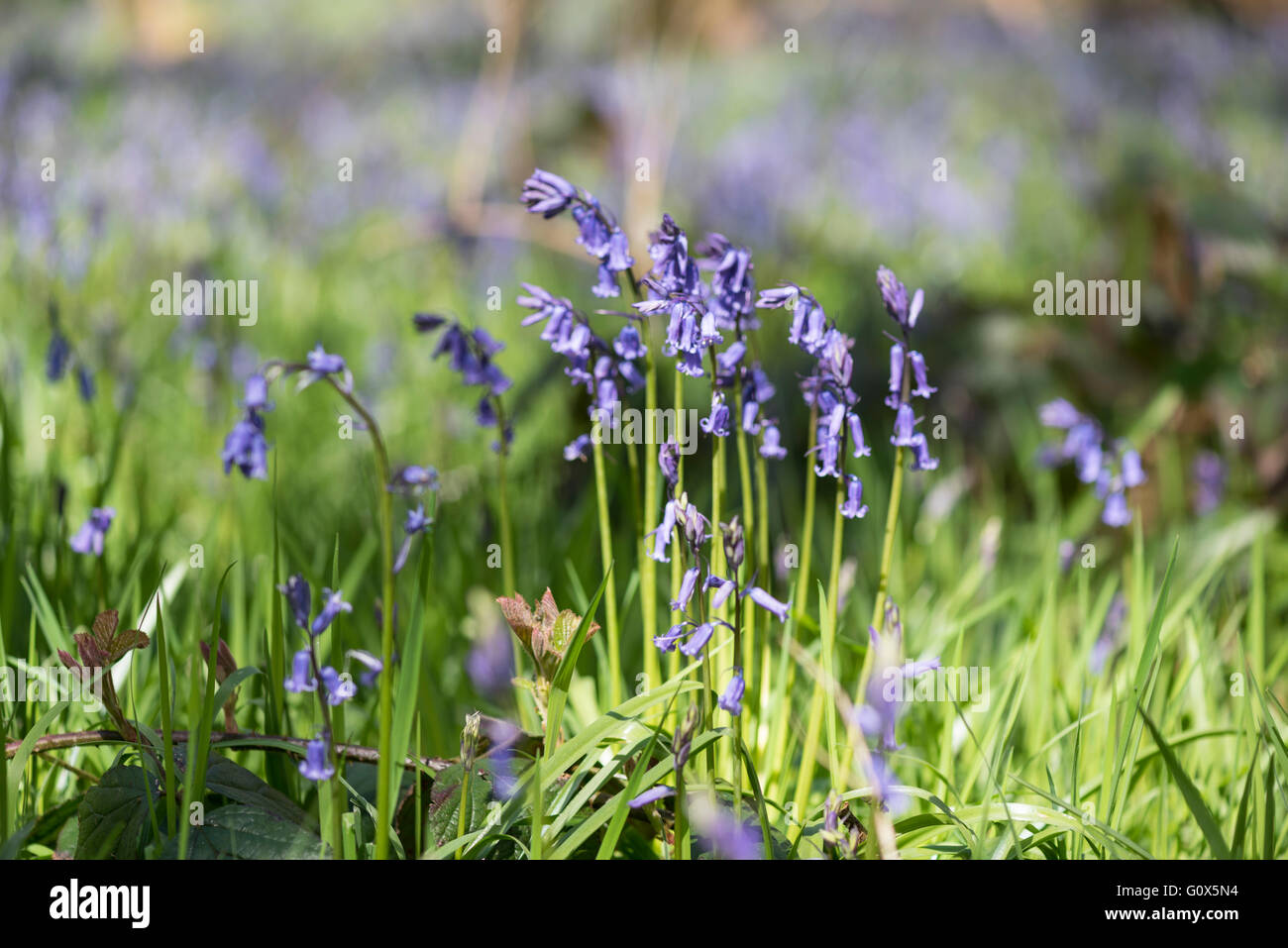 Glockenblumen in Blüte Stockfoto