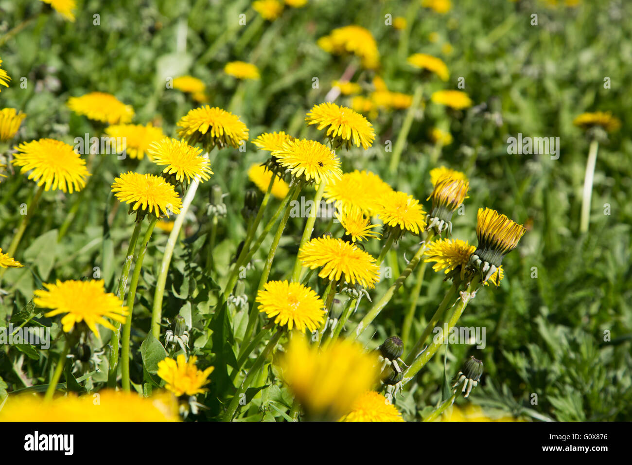 Liegewiese mit leuchtend gelben Blüten Löwenzahn Stockfoto