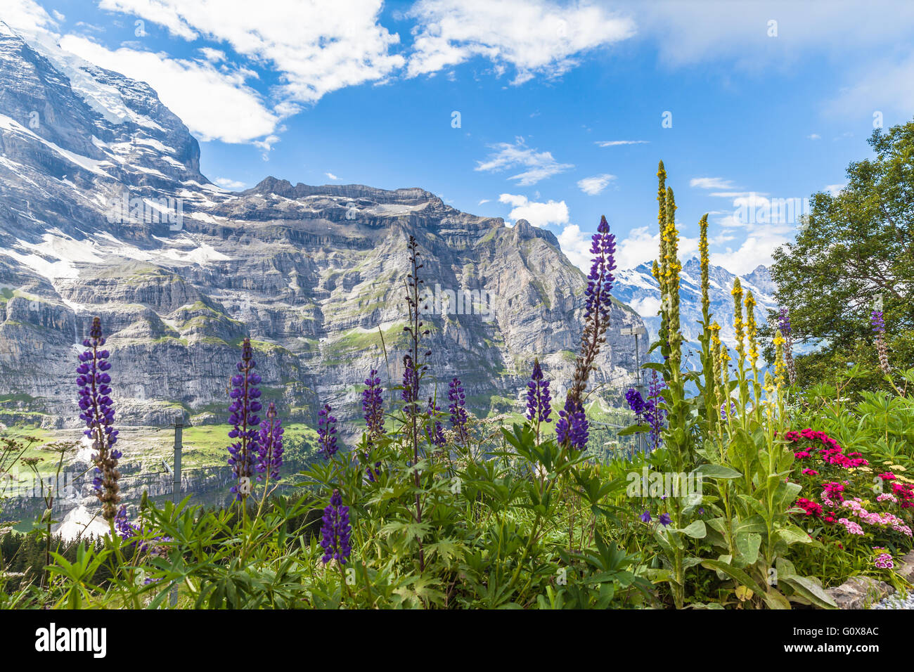 Nahe dem Bahnhof von Wengernalp in der Schweiz, Ausgangspunkt der Eigertrail-Wanderungen, Blick auf die Alpen Stockfoto