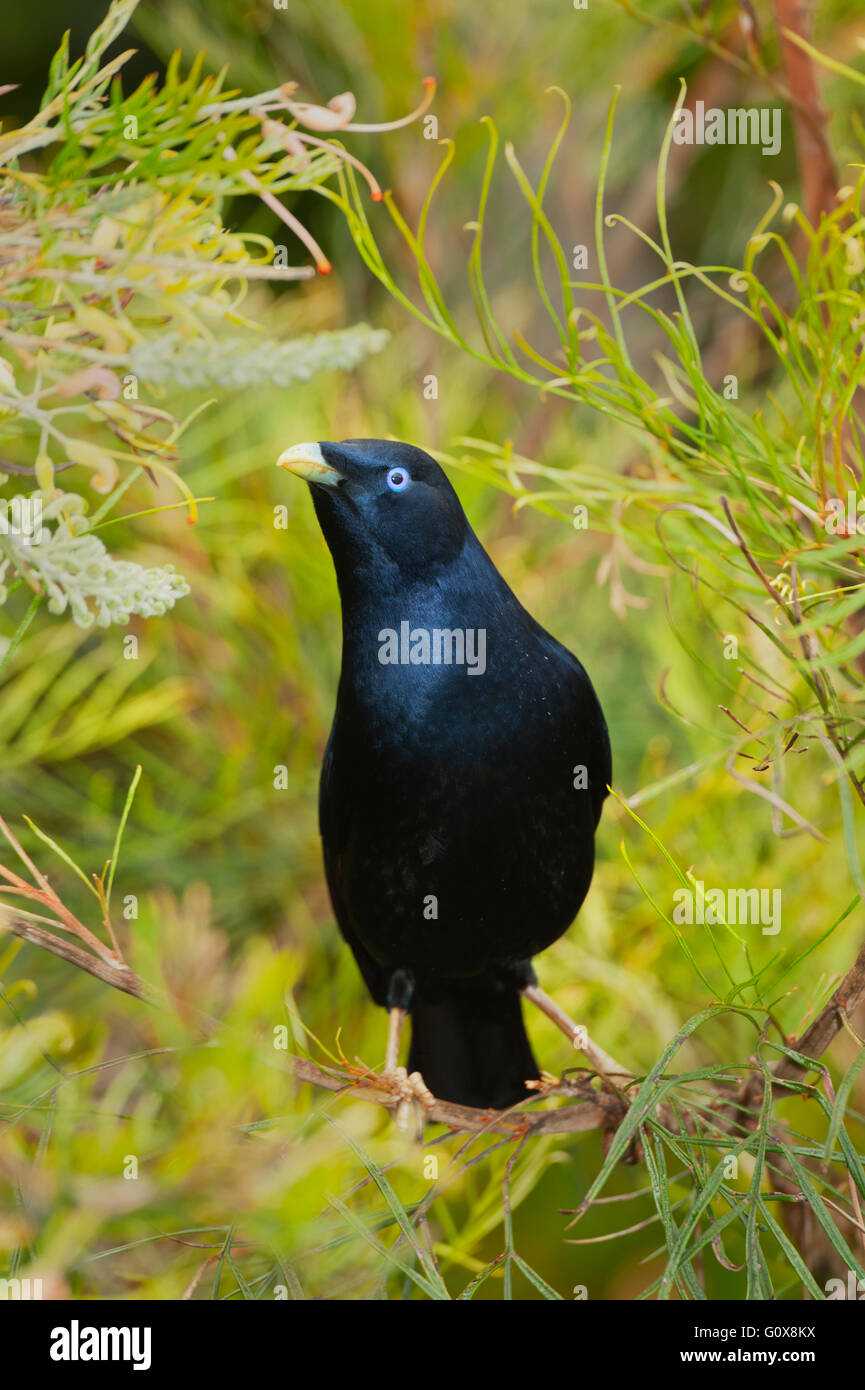 Satin männlich Laubenvogel, Lamington National Park, Gondwanaland Regenwälder World Heritage Area, Queensland, Australien Stockfoto