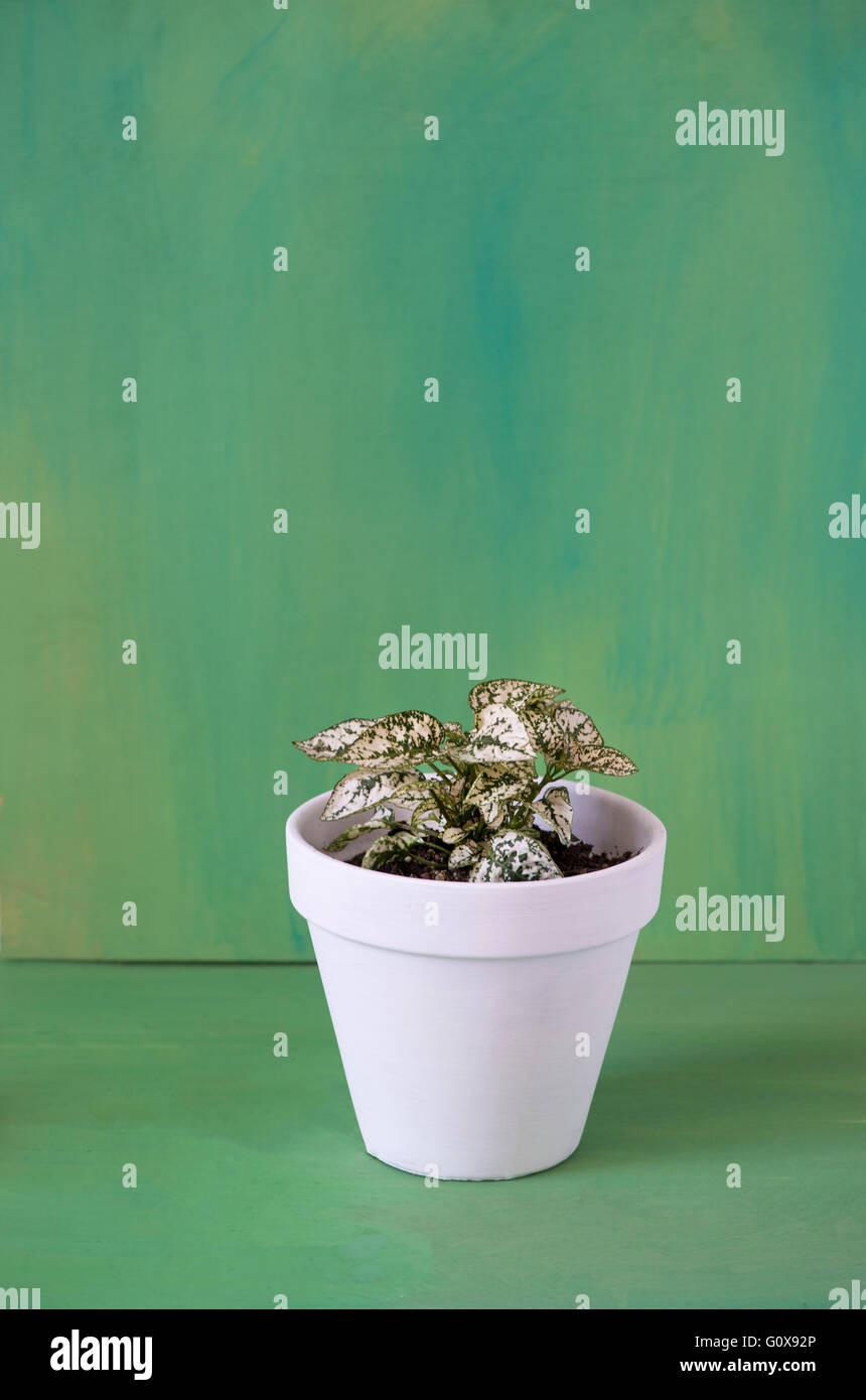 eine grün-weiße Zimmerpflanze Einpflanzen in einen weißen Topf. Stockfoto