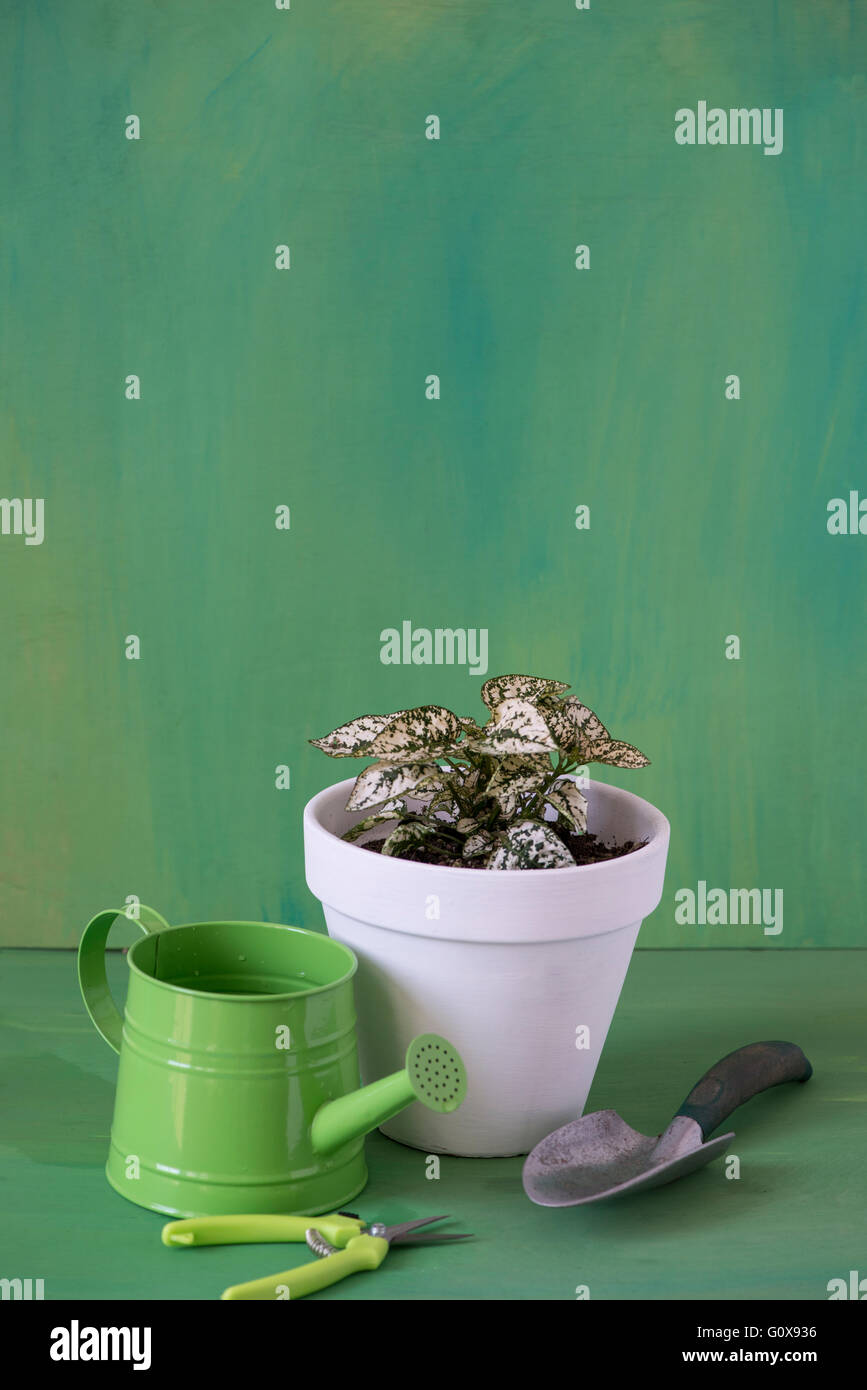 eine grün-weiße Zimmerpflanze Einpflanzen in einen weißen Topf. Stockfoto