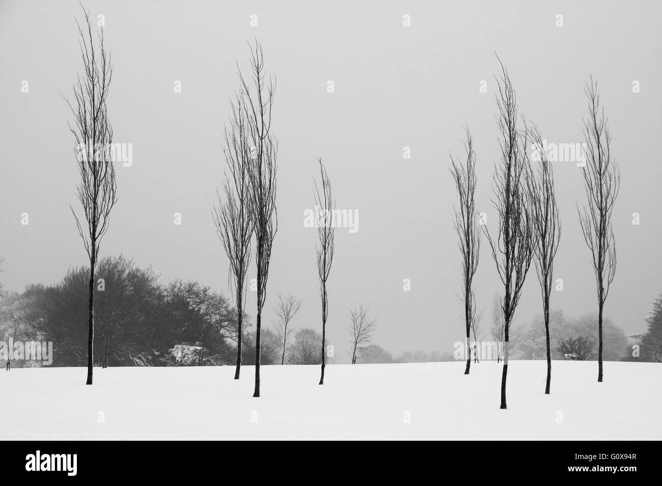 Winterliche Landschaft zeigt Bäume Silhouette gegen einen grauen Himmel mit Schnee im Vordergrund. Stockfoto