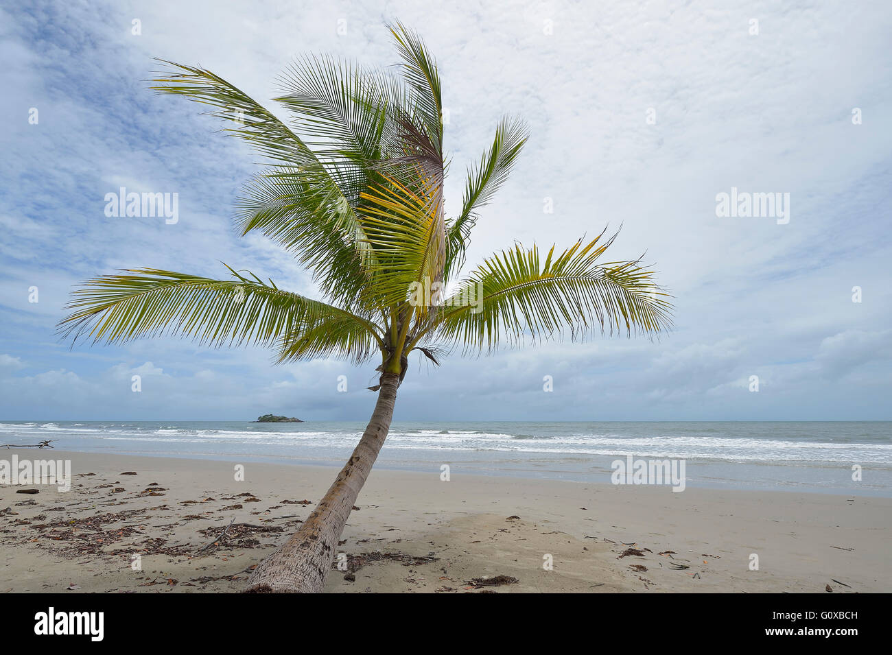 Kokospalme auf Strand, Newell Beach, Newell, Queensland, Australien Stockfoto
