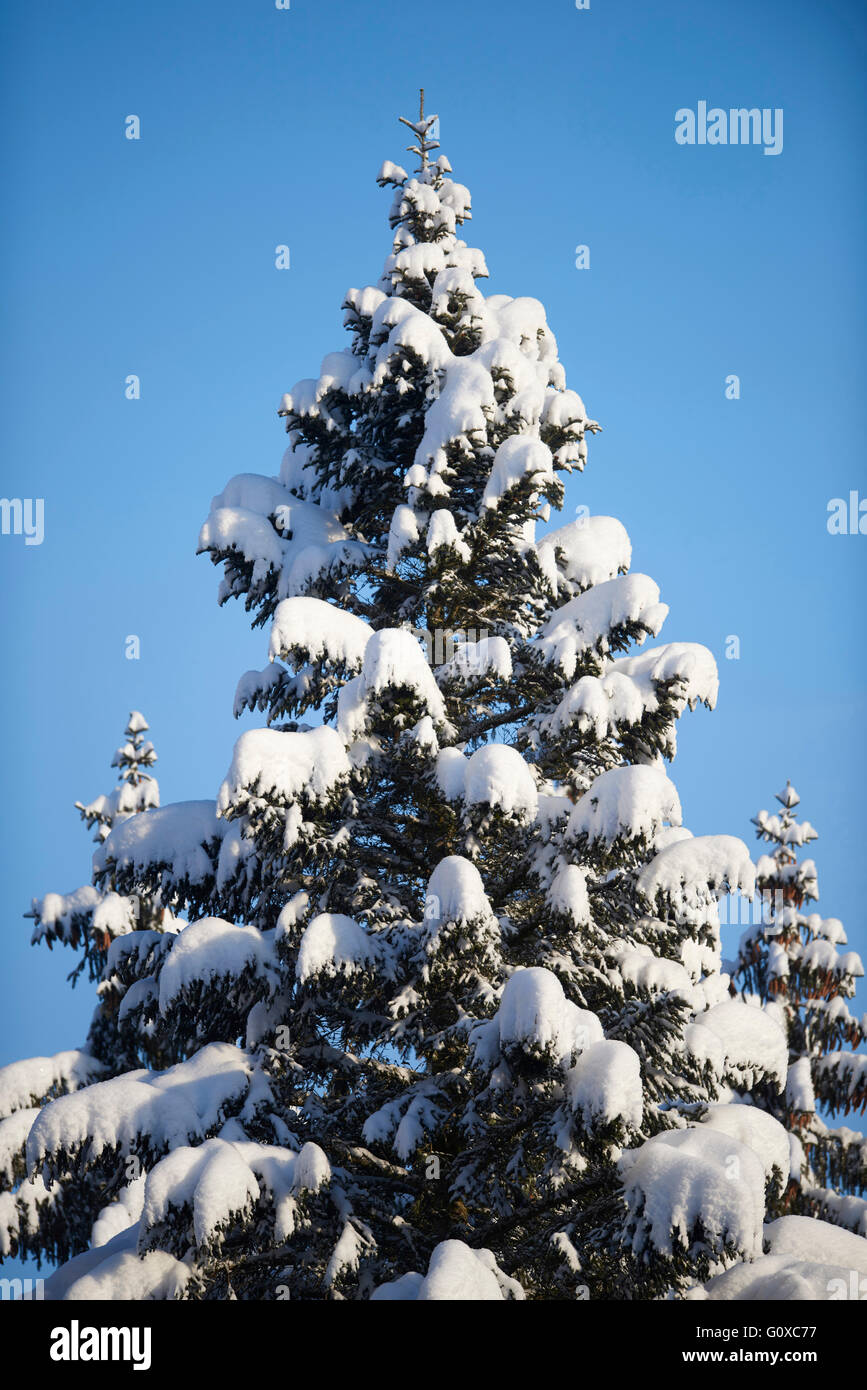 Nahaufnahme von Schnee beklebt gemeine Fichte (Picea Abies) Baum im Winter, Bavarain Wald, Bayern, Deutschland Stockfoto