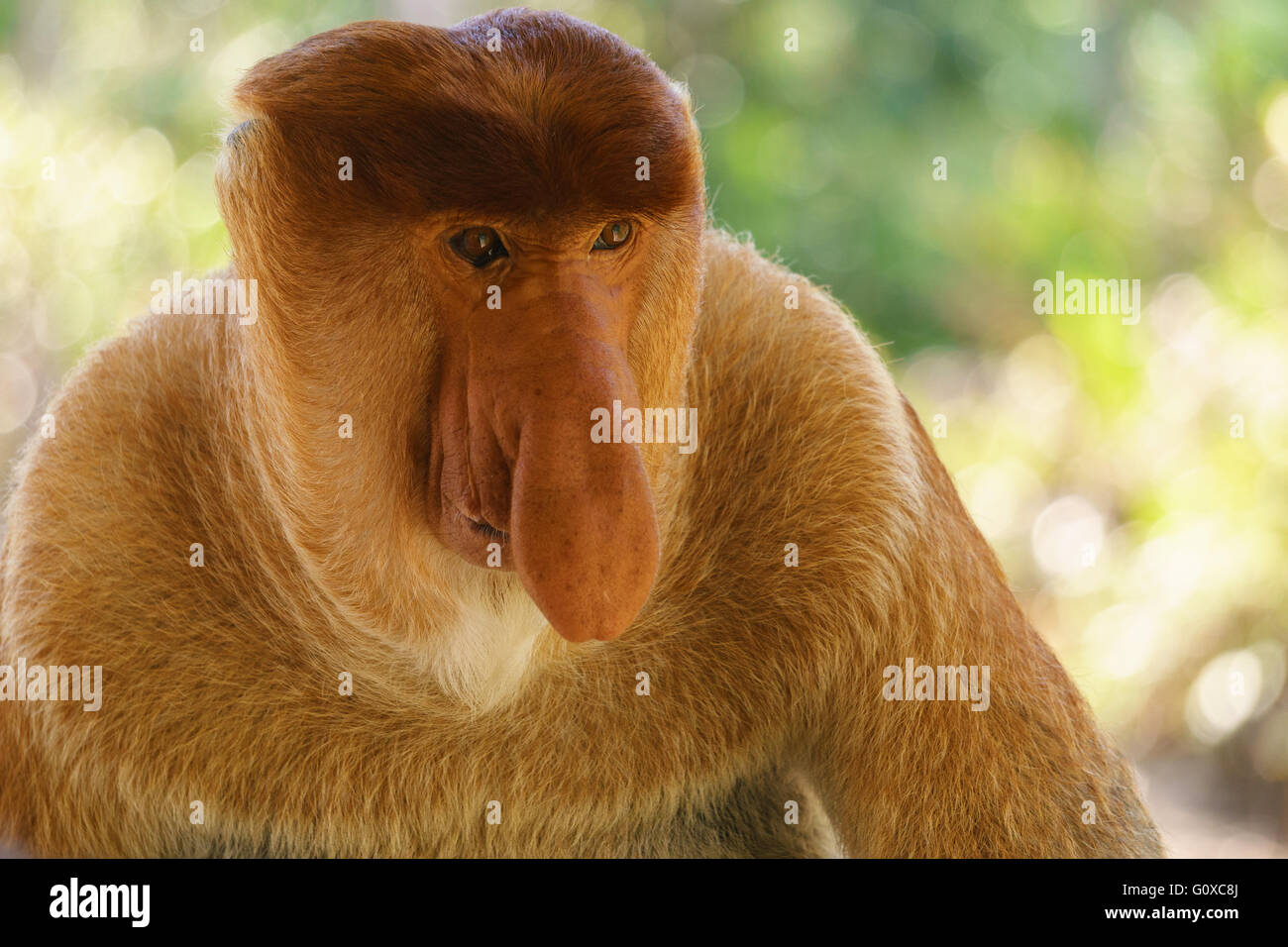 Ein Nasenaffe auf Labuk Bay Conservation Area in Sandakan Sabah Malaysia. Stockfoto