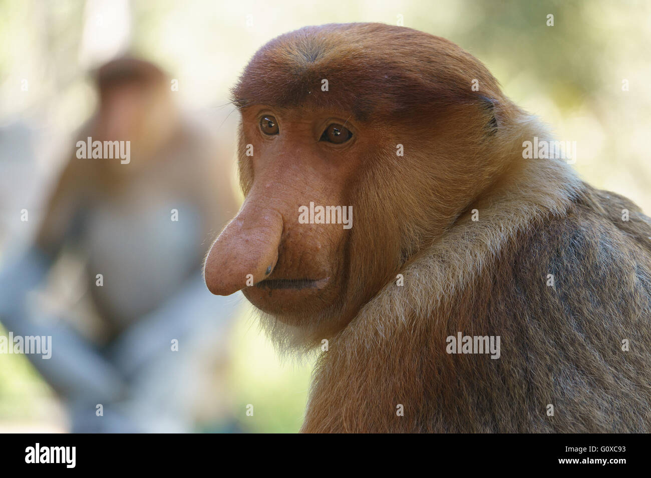 Eine wilde Nasenaffe auf Labuk Bay Conservation Area in Sandakan Sabah Malaysia. Stockfoto