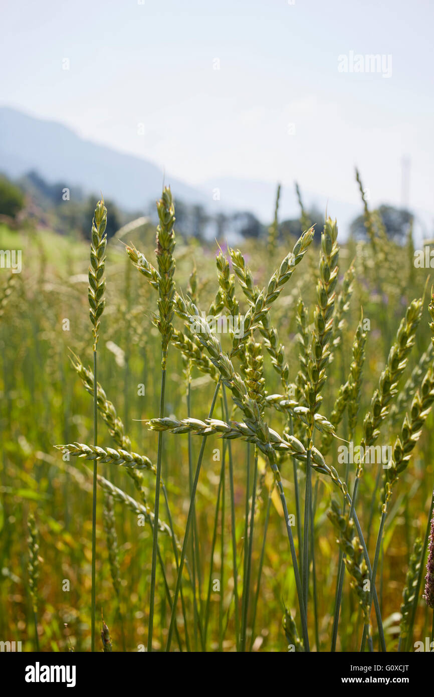 Nahaufnahme von Getreidefeld im Sommer, Kärnten, Österreich Stockfoto