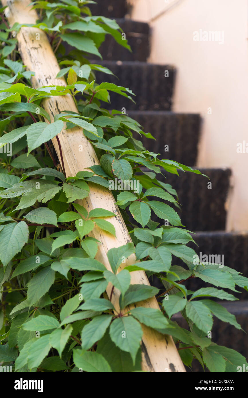 Alte Metall Treppen bedeckt mit grünen Blättern Stockfoto Alte Metall Treppen bedeckt mit grünen Blättern Stockfoto