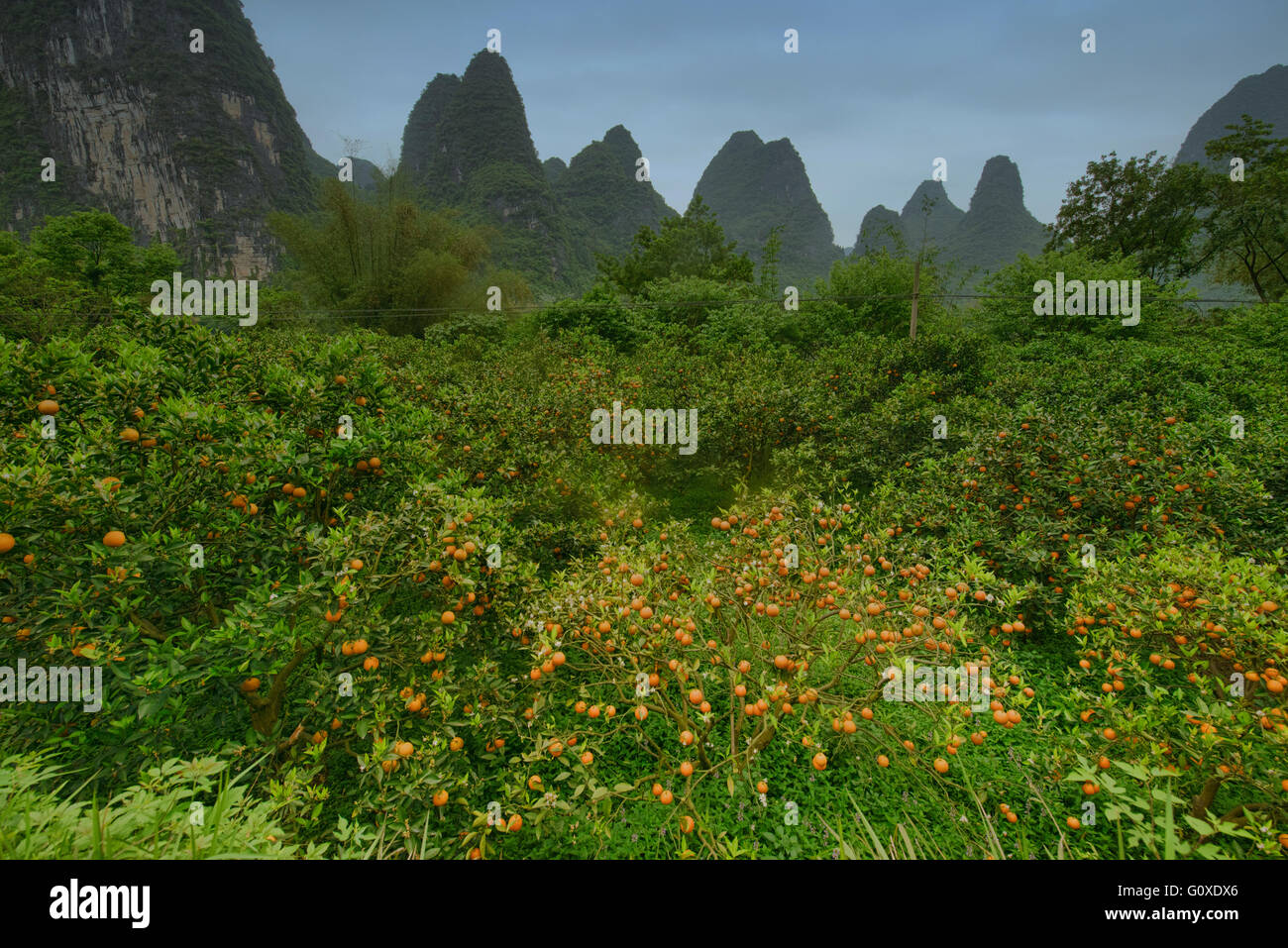 Orangenplantagen am berühmten Li-Fluss entlang wandern, in der Nähe von Xingping, autonome Region Guangxi, China Stockfoto