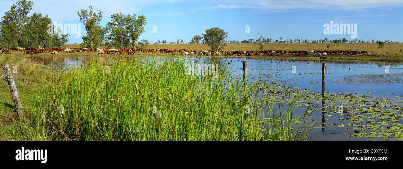 Ein Panorama der Rinder an einem Wasserloch (dam) auf "Eidsvold Station" in der Nähe von Eidsvold, Queensland, Australien. Stockfoto