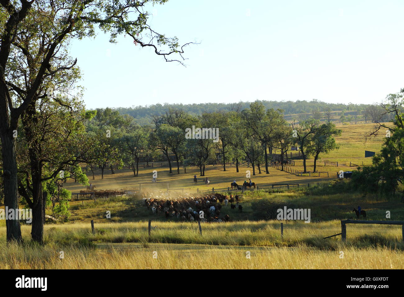 Eine große Mob von Rindern wird gemustert, während die Eidsvold Charity Cattle Drive in der Nähe von Eidsvold in Queensland, Australien. Stockfoto