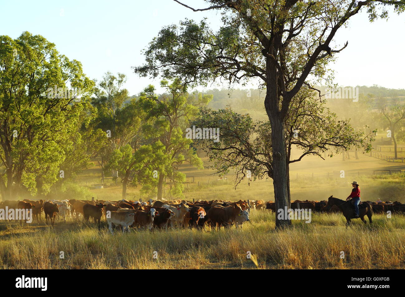 Eine große Mob von Rindern wird gemustert, während die Eidsvold Charity Cattle Drive in der Nähe von Eidsvold in Queensland, Australien. Stockfoto